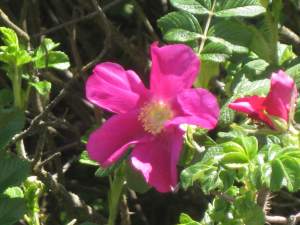 PrettyLittlePinkBloom