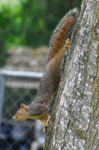 SquirrelDoingJaneFonda