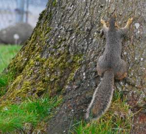 SquirrelHuggingTree