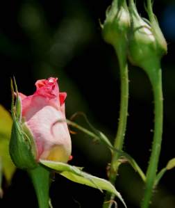 RosebudWaitingtoBloom