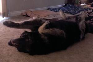 StretchLeftPawForward