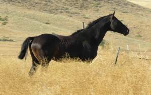 BeautifulIdahoHorse2