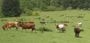 Cattle
