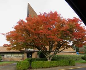 ChurchFallTreeBeauty