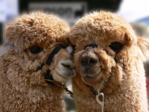 cute-alpaca-wallpaper-2