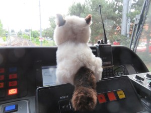 GrumpyCatEnjoyingTrainRide